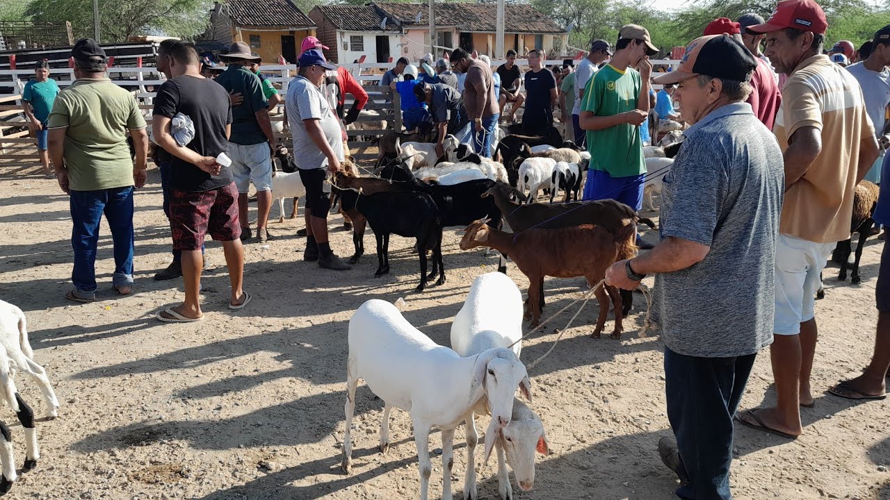Feira de Caprinos e Ovinos de Santa Cruz do capibaribe Pernambuco 23/02/2026.