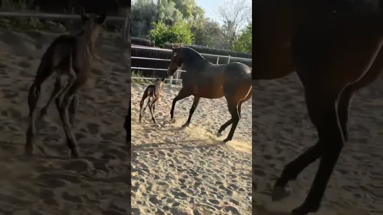 #tezorito de potrillo #tarzanito con una yegua #walk thru fire