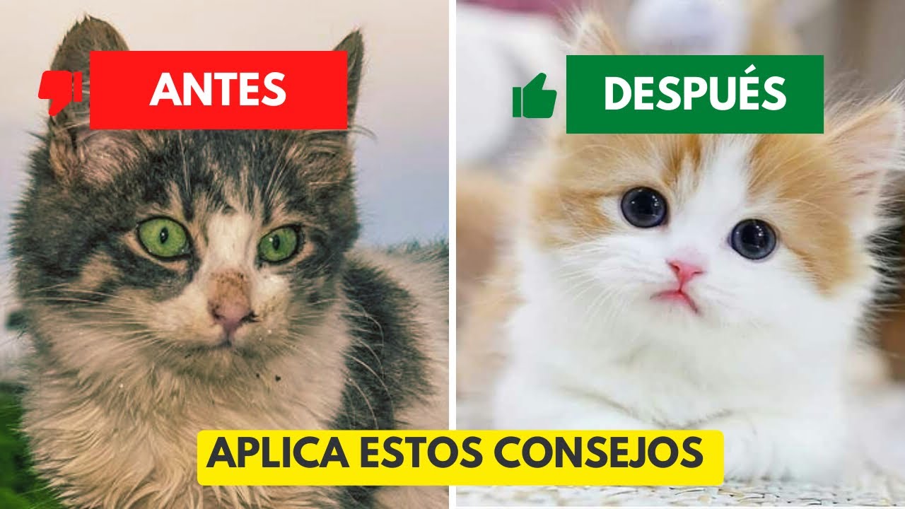 C&oacute;mo Cuidar el Pelaje de tu Gato: 🐈Tips Esenciales para un Pelo Brillante ✨