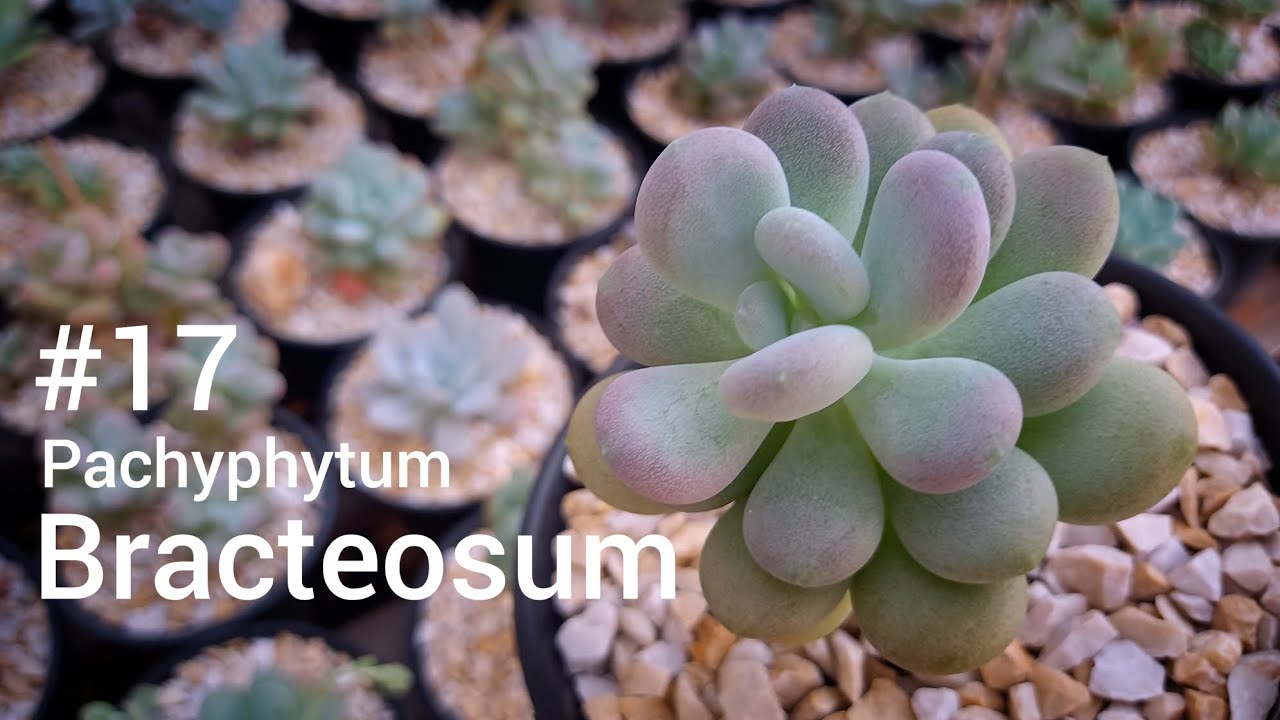 #17 Identificando espécies: Pachyphytum Bracteosum | Succvicio
