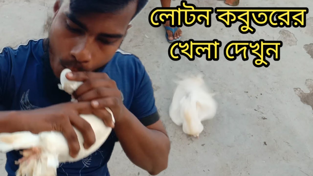 লোটন কবুতরের আজব খেলা দেখুন। আসল লোটন কবুতর চেনার উপায়।kabutar khamar,lotan kabutar in Bangladesh