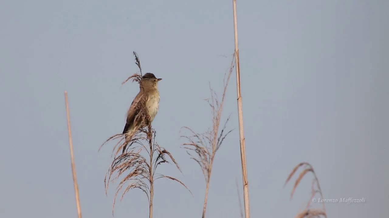 Marsh Warbler   Acrocephalus palustris