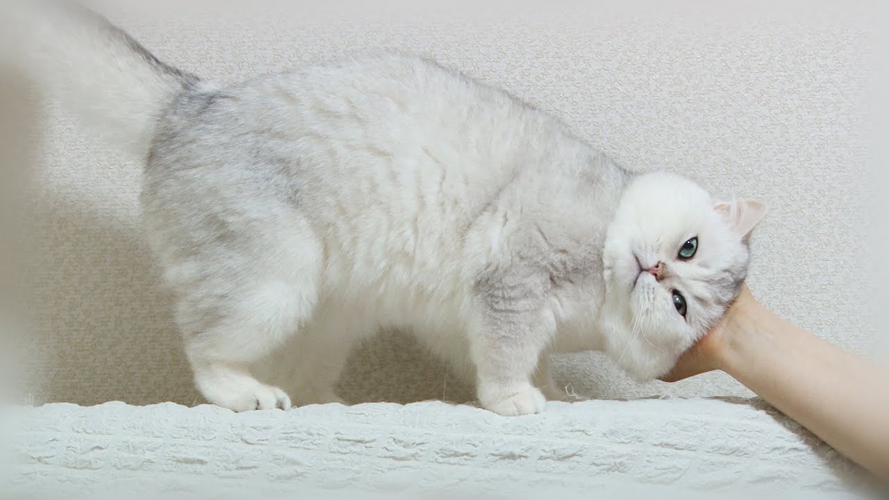 Самый нежный КОТ в МИРЕ | Серебристая шиншилла Джой