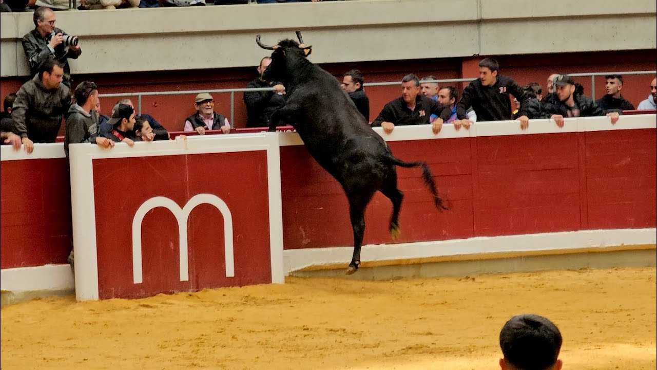 Las vacas saltarinas sirven adrenalina para desayunar en La Ribera