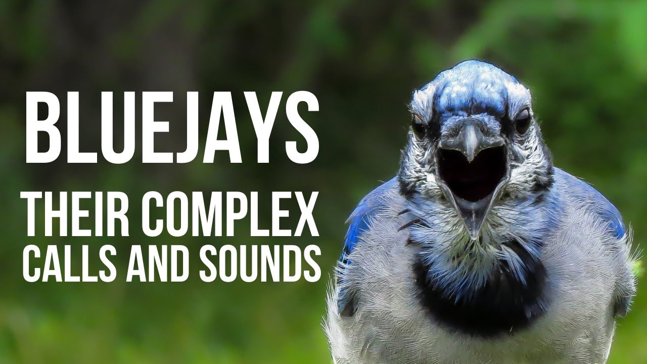 The Complex Calls of Blue Jays -Did You Know Birding? (Episode 4)