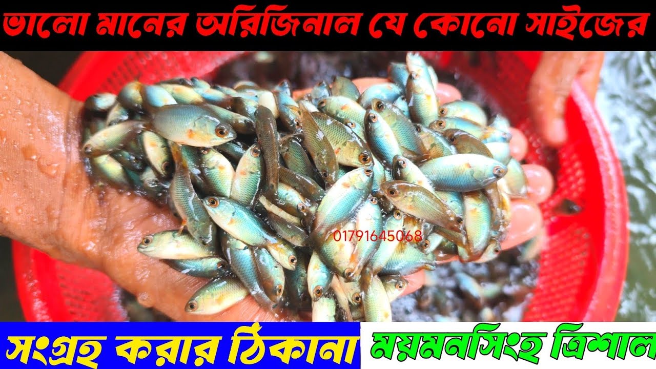 অরিজিনাল ভিয়েতনামের কৈ মাছের পোনা। আমাদের কাছে যে কোনো সাইজের সংগ্রহ করুন।