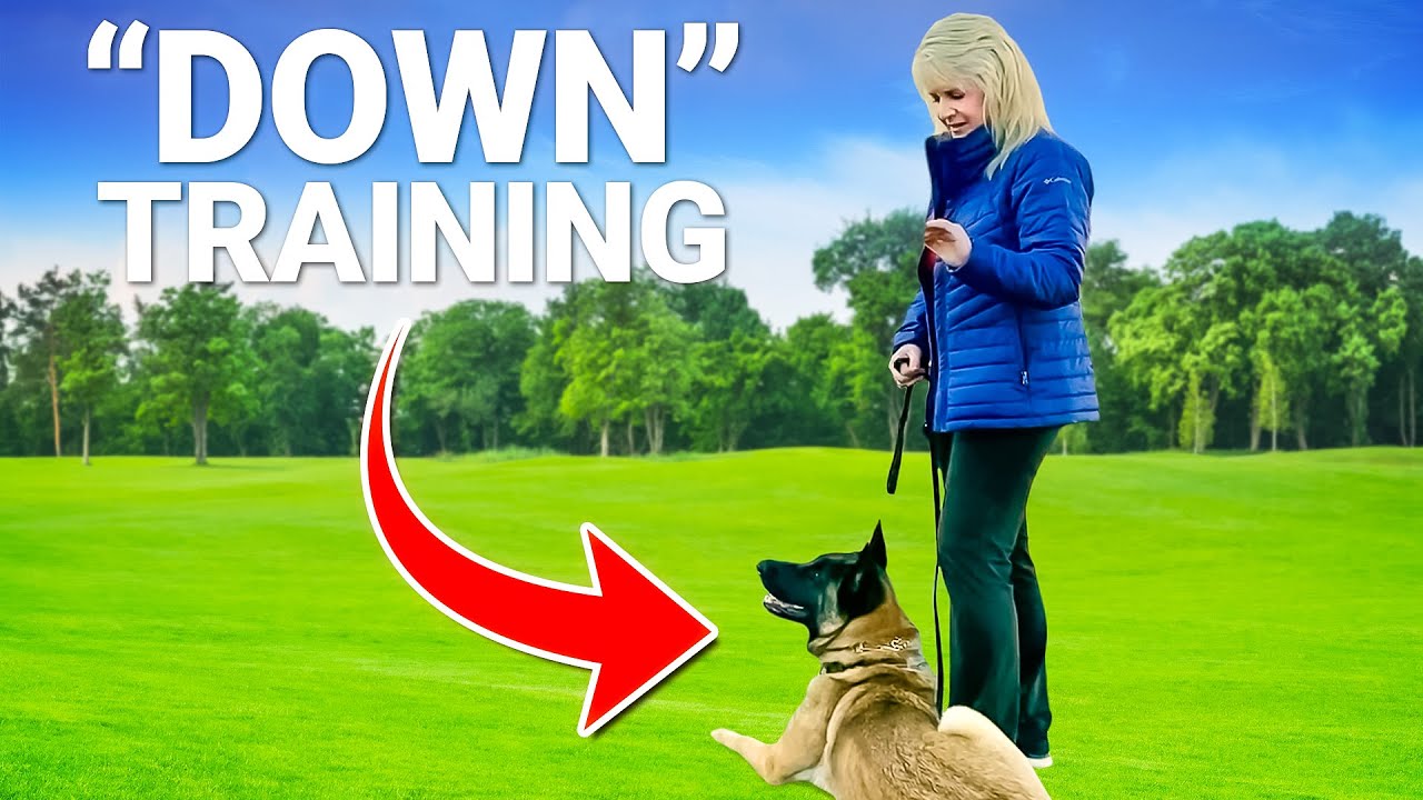 How to Teach your dog the 