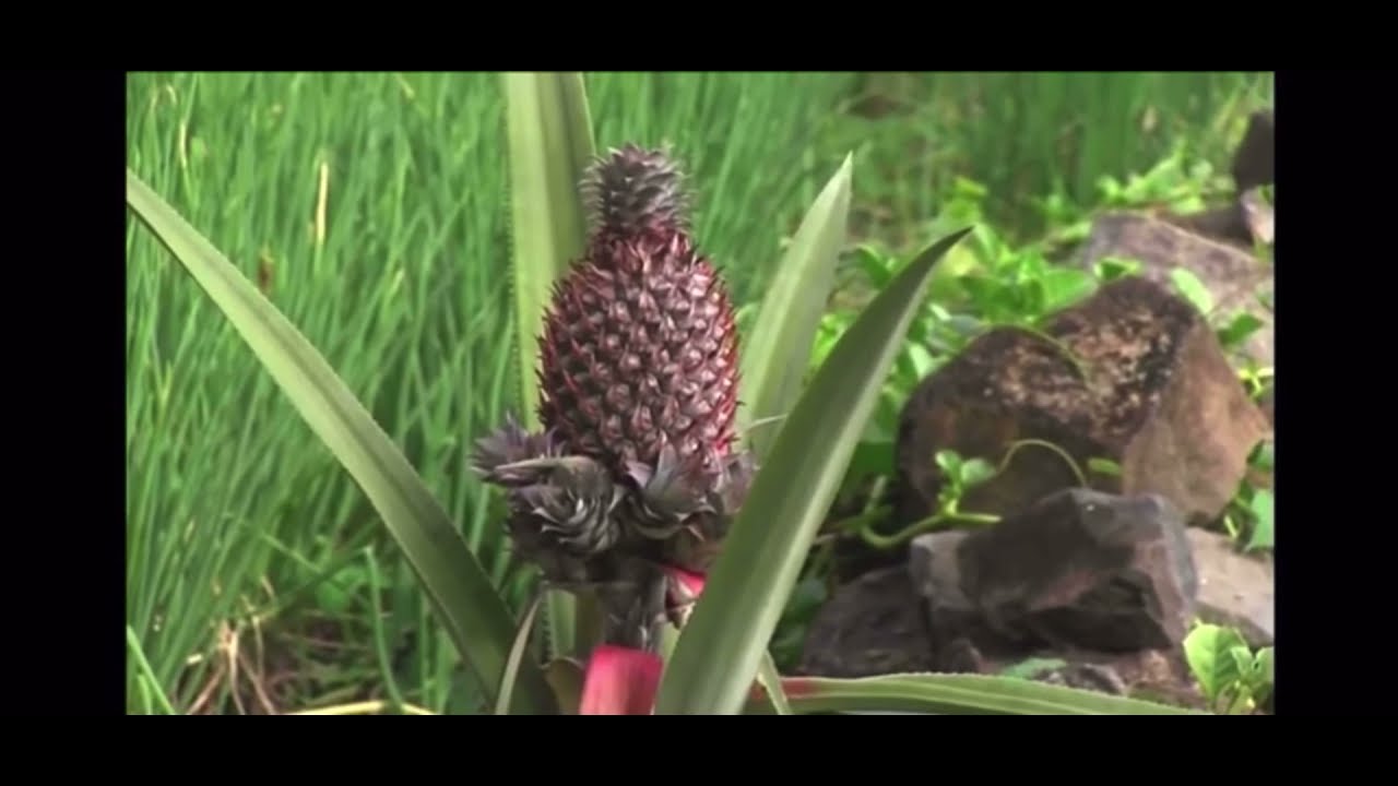 A Brief History Of Farming In The Caribbean