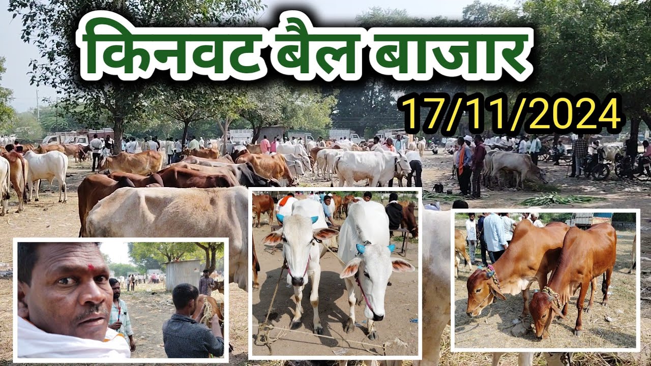 किनवट बैल बाजार || kinvat bail १७|११|२०२४ || बैल बाजार || bail bazar 2024