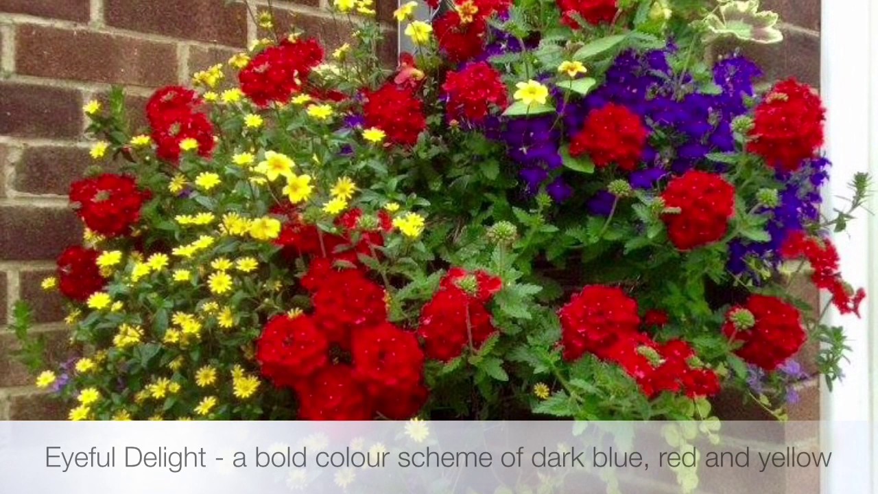 Hanging Basket Colour Schemes