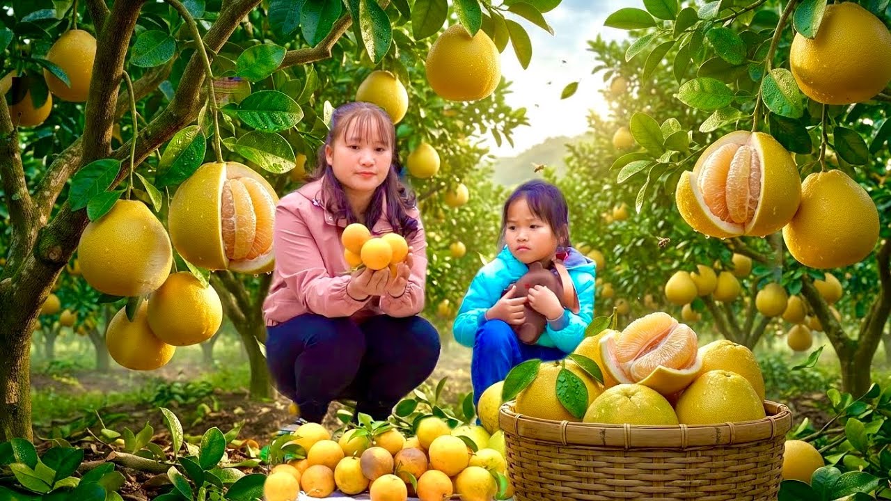 HARVESTING RIPE GRAPEFRUIT WITH MY LITTLE DAUGHTER | Luu Linh Family
