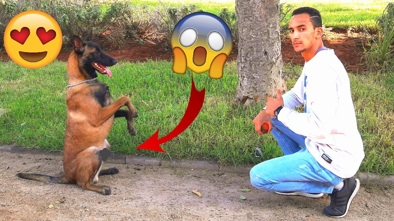 Malinois OBAMA, Communication Canin 😍