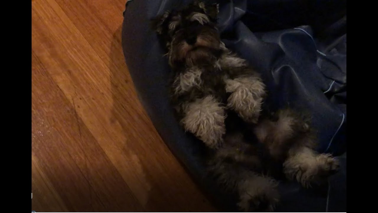 Miniature Schnauzer won't get off beanbag