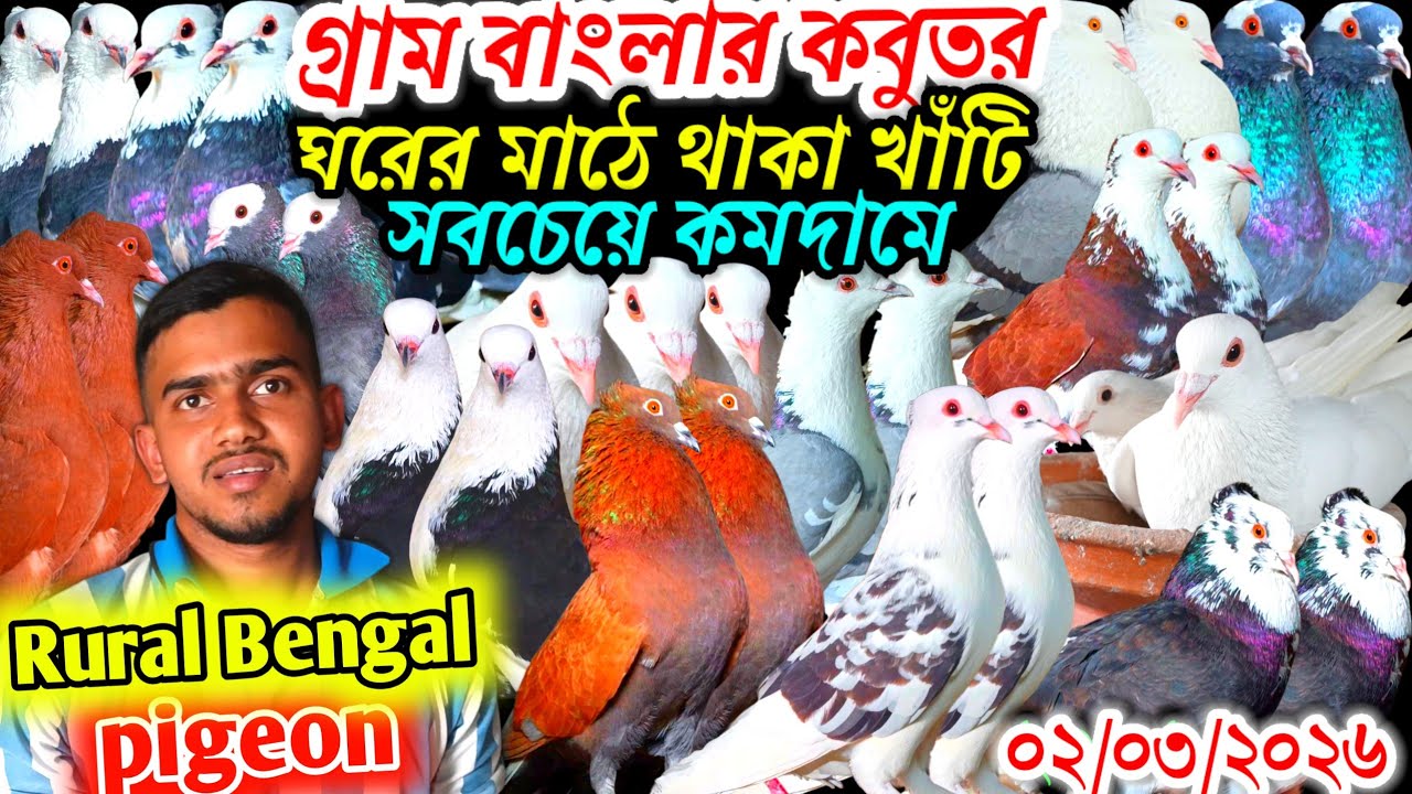 গ্রাম বাংলার খাঁটি কবুতর সবচেয়ে কমদামে দেশি কবুতর বিক্রি হবে খামার থেকে কবুতর pigeon Bangladesh