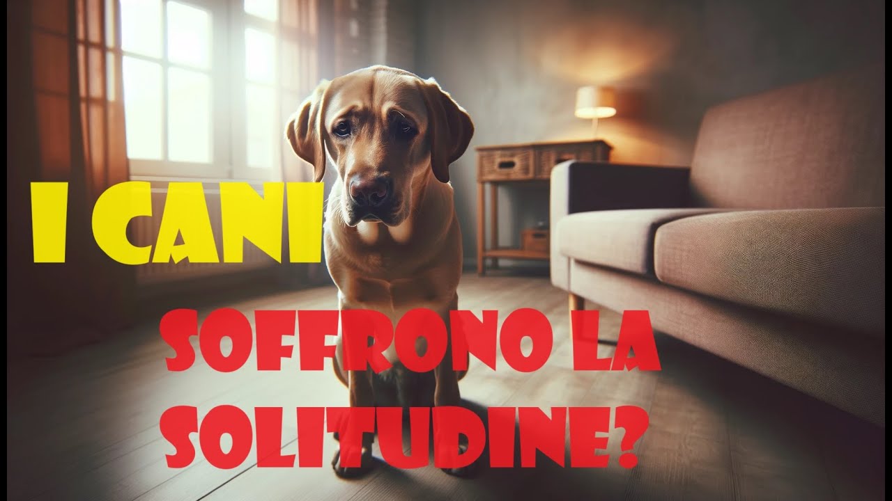 I cani soffrono la solitudine?
