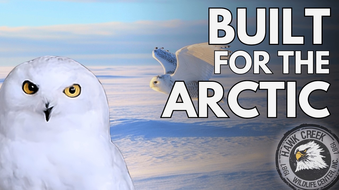 How Snowy Owls Survive One of the Coldest Habitats on Earth