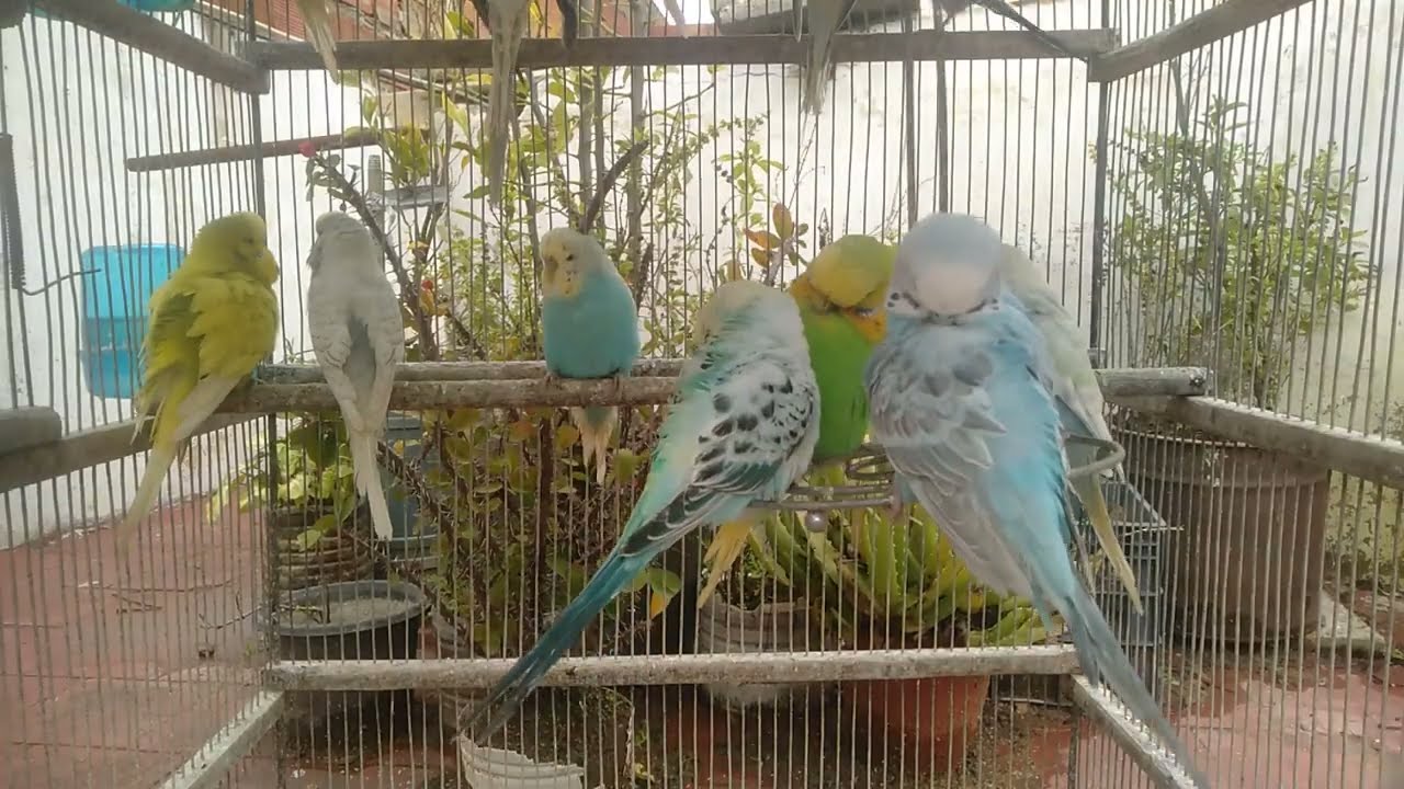 🐦9分で学ぶ｜季節の変わり目にインコを守るやさしいケア
