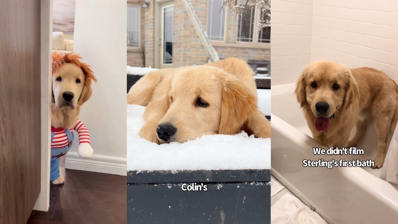 Comparing My Dogs Puppy Firsts
