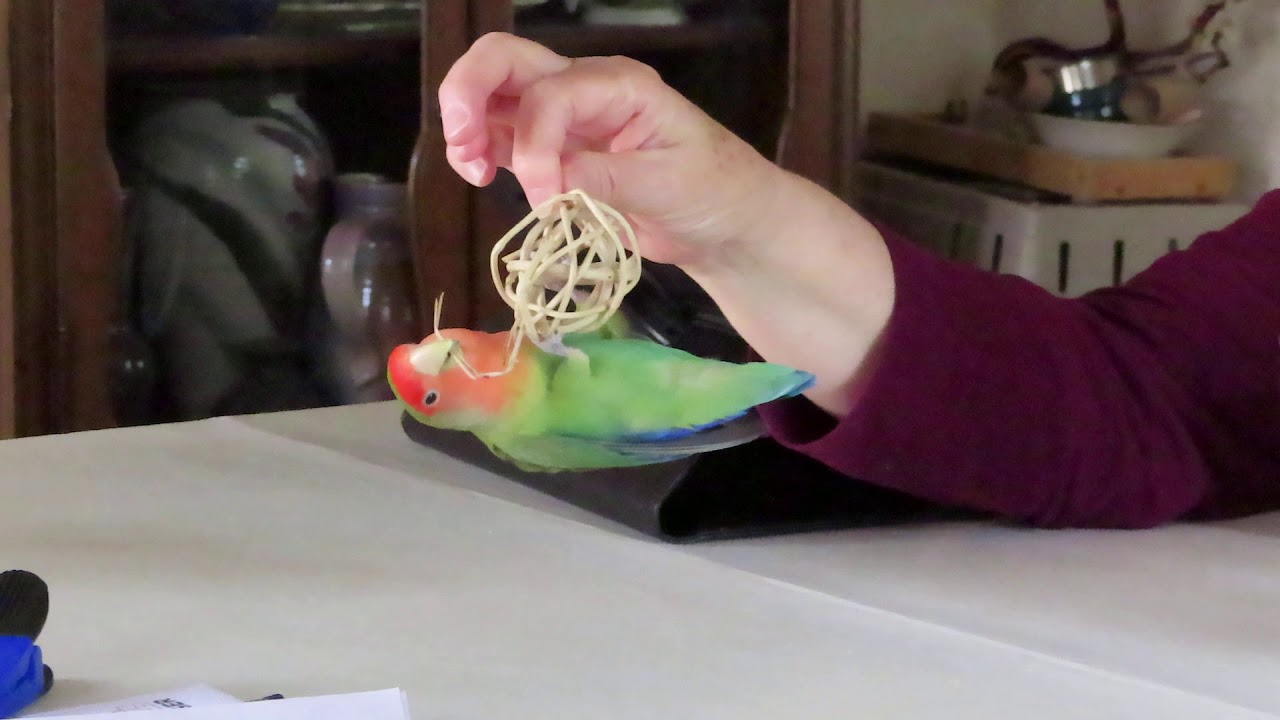 Pango the lovebird, age 15, at play with a rattan ball.