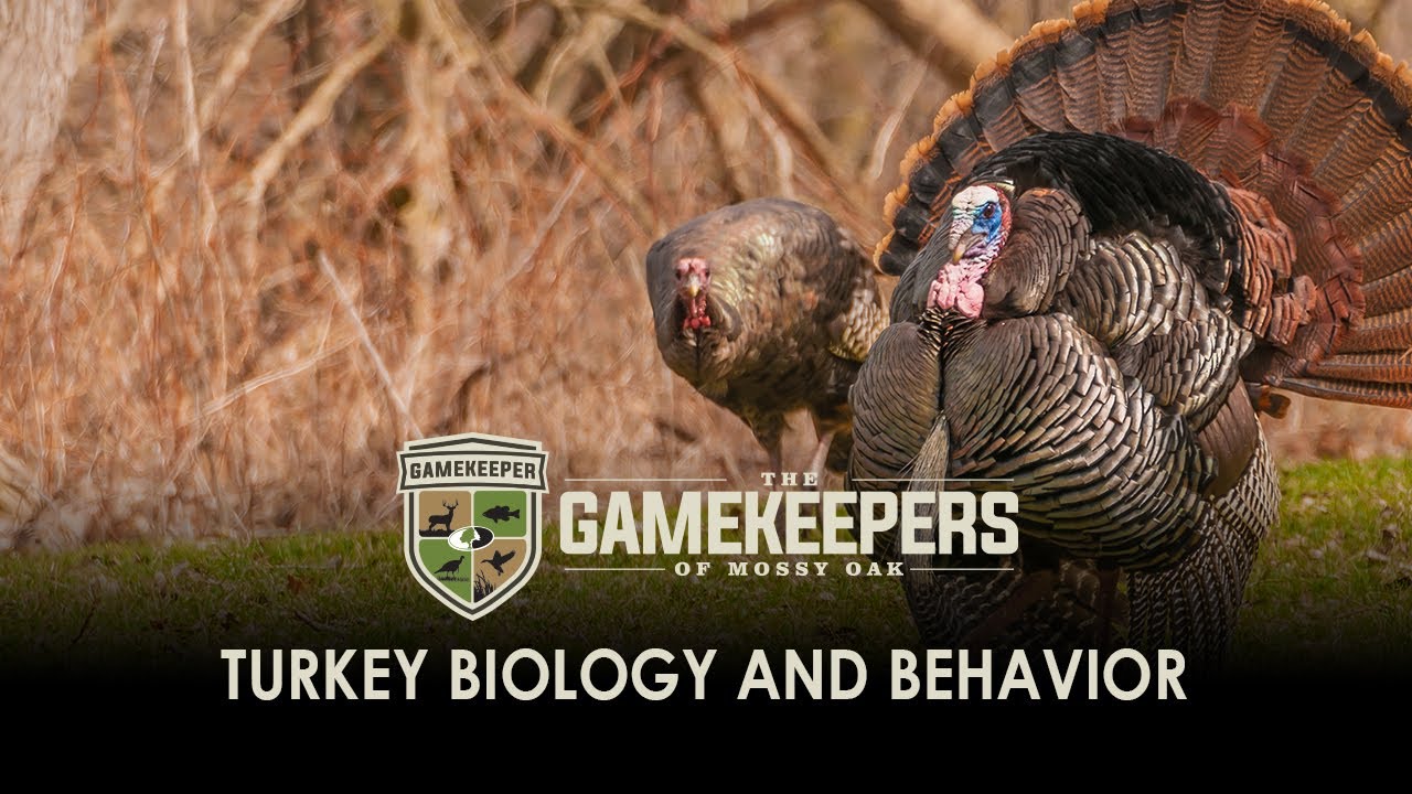 Turkey Biology and Behavior