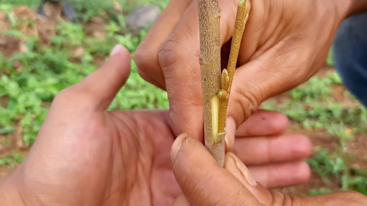 Untuk pemula sisip durian cara mudah