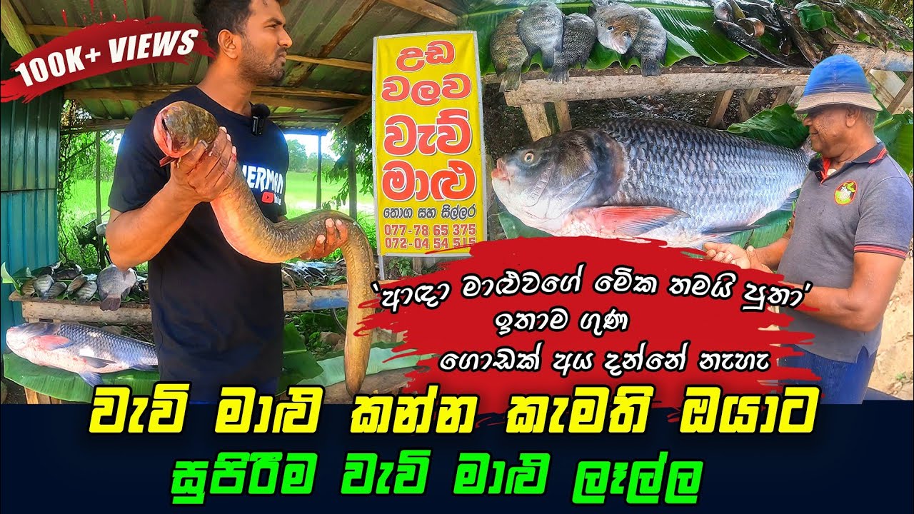 Amazing Freshwater Fish Market In Sri Lanka 🇱🇰