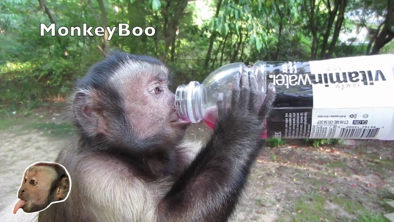 Capuchin Monkey Loves Vitamin Water