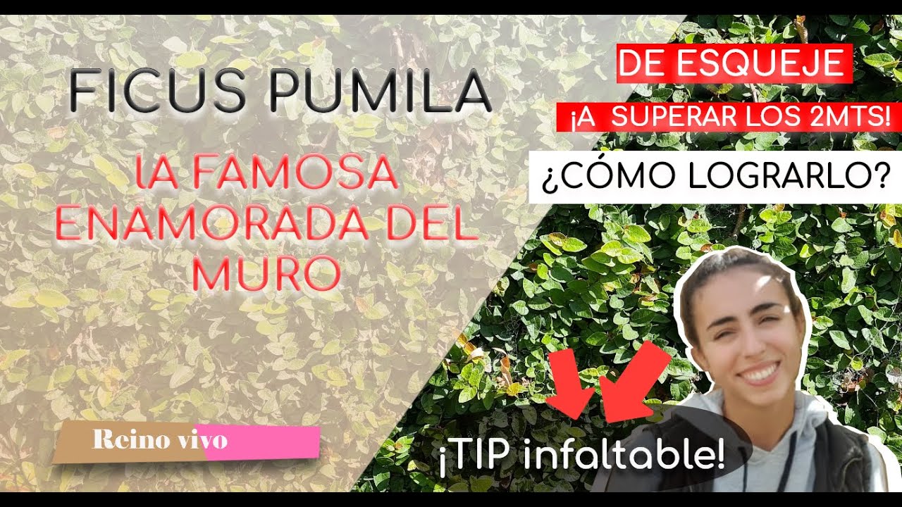 Enamorada del muro ❤️ FICUS PUMILA o FICUS REPENS