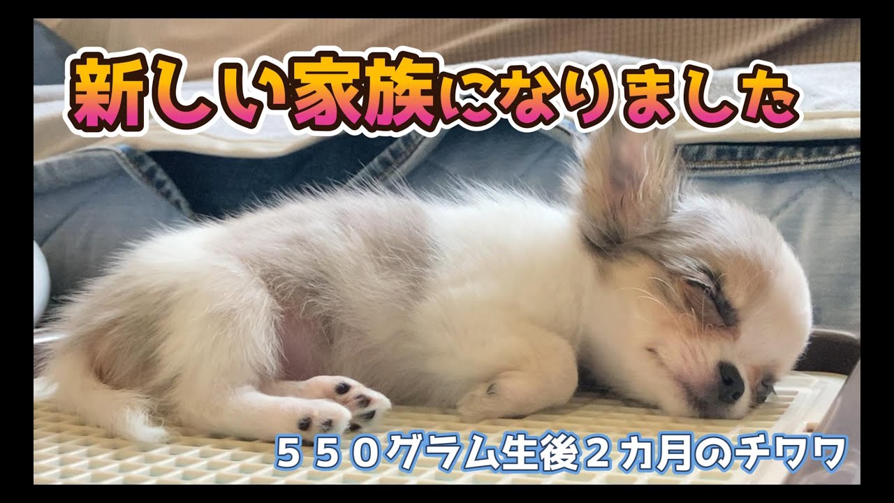 【子犬のお迎え】生後５８日の小さなチワワの女の子／ホワイト＆ブルーマール