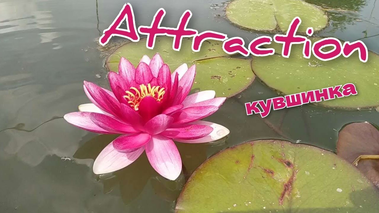Нимфея (кувшинка) Этрэкшн, Water lily (Nymphaea) Attraction