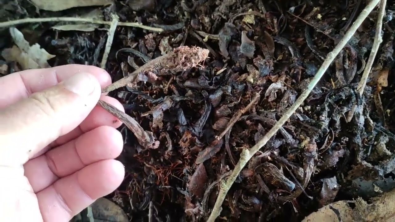 The Hunt for the Blue Durian (Durio testudinarum)