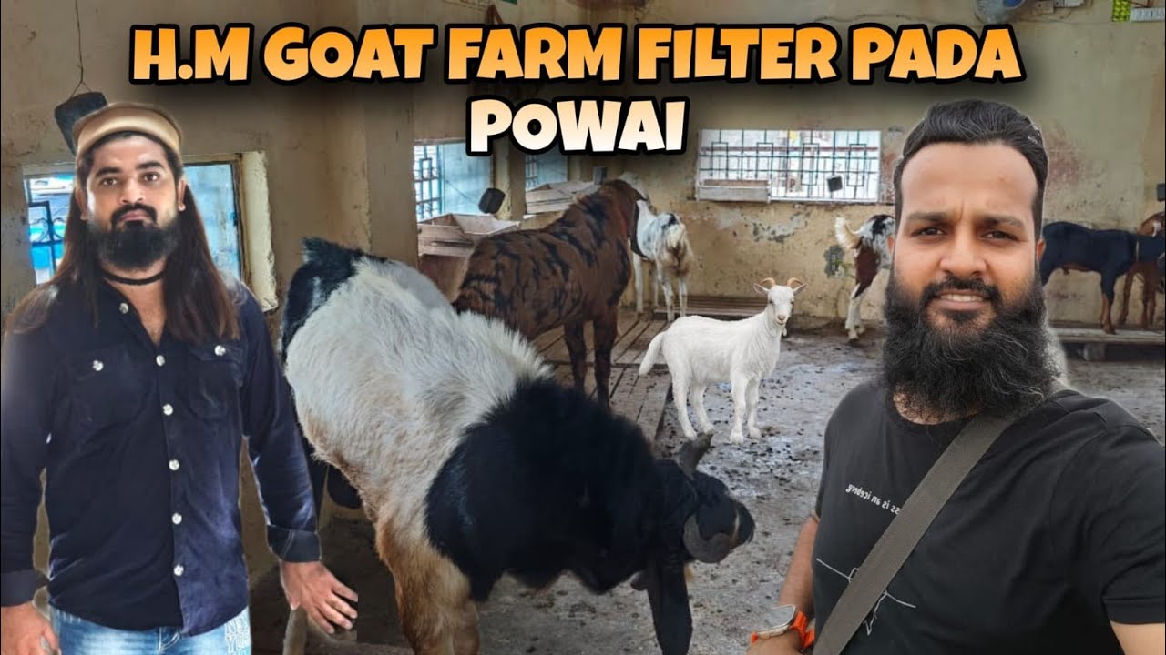 BAKREBAAZI AT 🐐 H.M GOAT FARM 🐐 FILTER PADA POWAI NEW FARM SETUP BY MERAJ BHAI SUPPORTING BAKREBAAZ