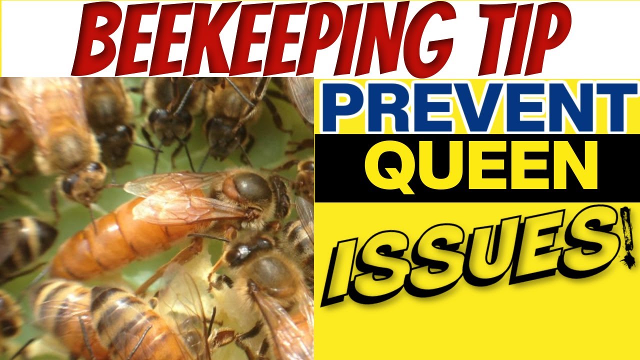 Beekeeping: How To Avoid Queen Issues