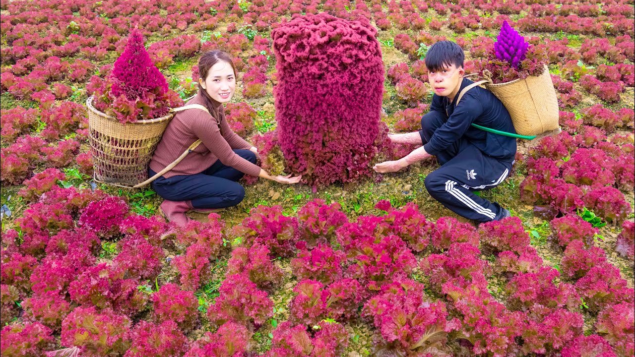 Harvest PURPLE LETTUCE Go to the market sell - Grinding Corn For Ducks Chicken is Easy with 2 Stones