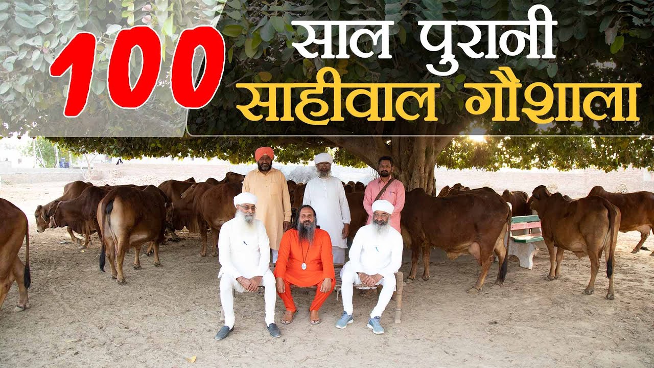 100 साल पुरानी साहीवाल गौशाला | Sahiwal Cows | Kamdhenu Gaushala |