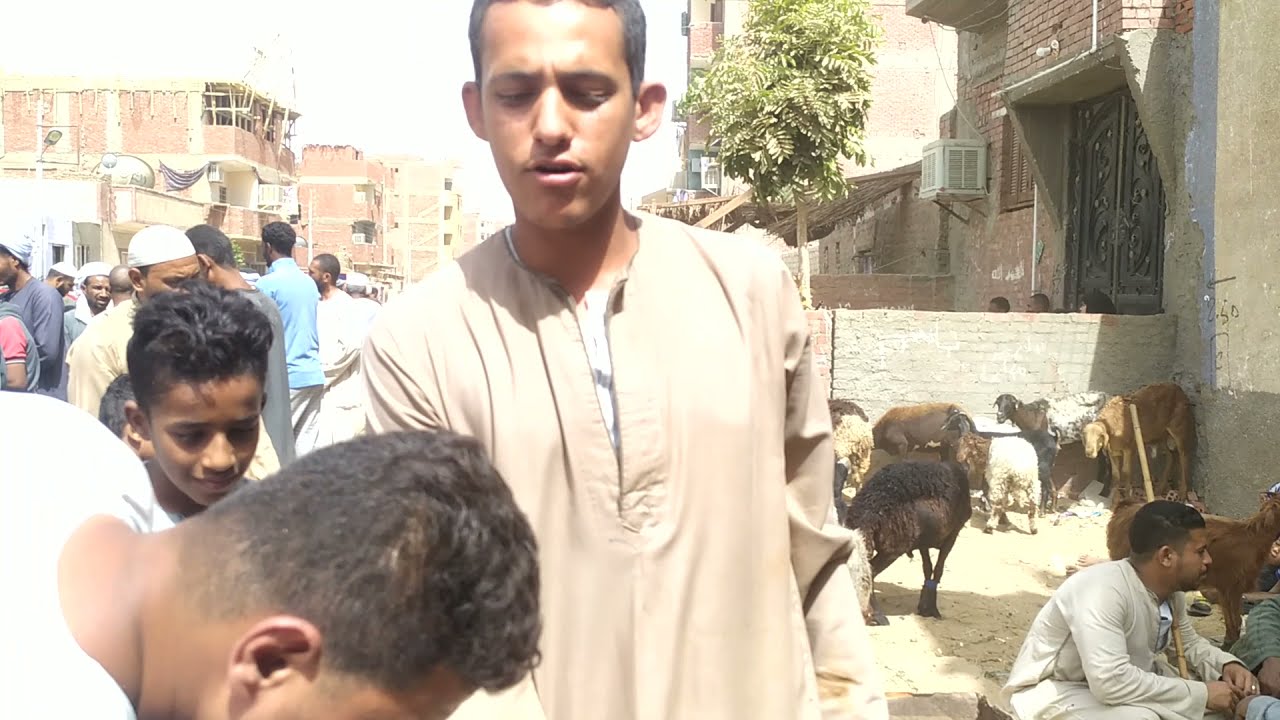 تعرف علي اسعار الخرفان من داخل سوق الخميس باسوان