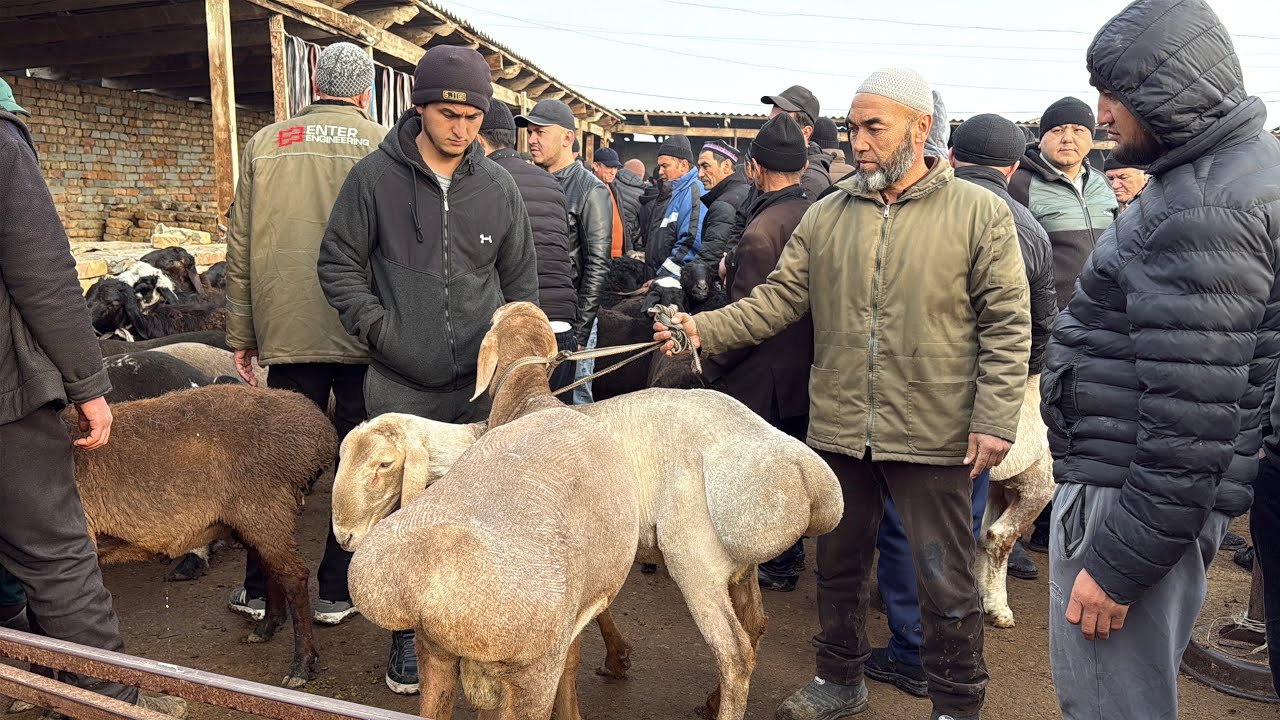 Beshariq Qõy bozori bugungi narhlar bilan tarnishing 8.03.2026yil