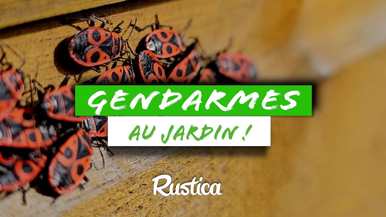 Le gendarme des jardins : Ami ou Ennemi ?