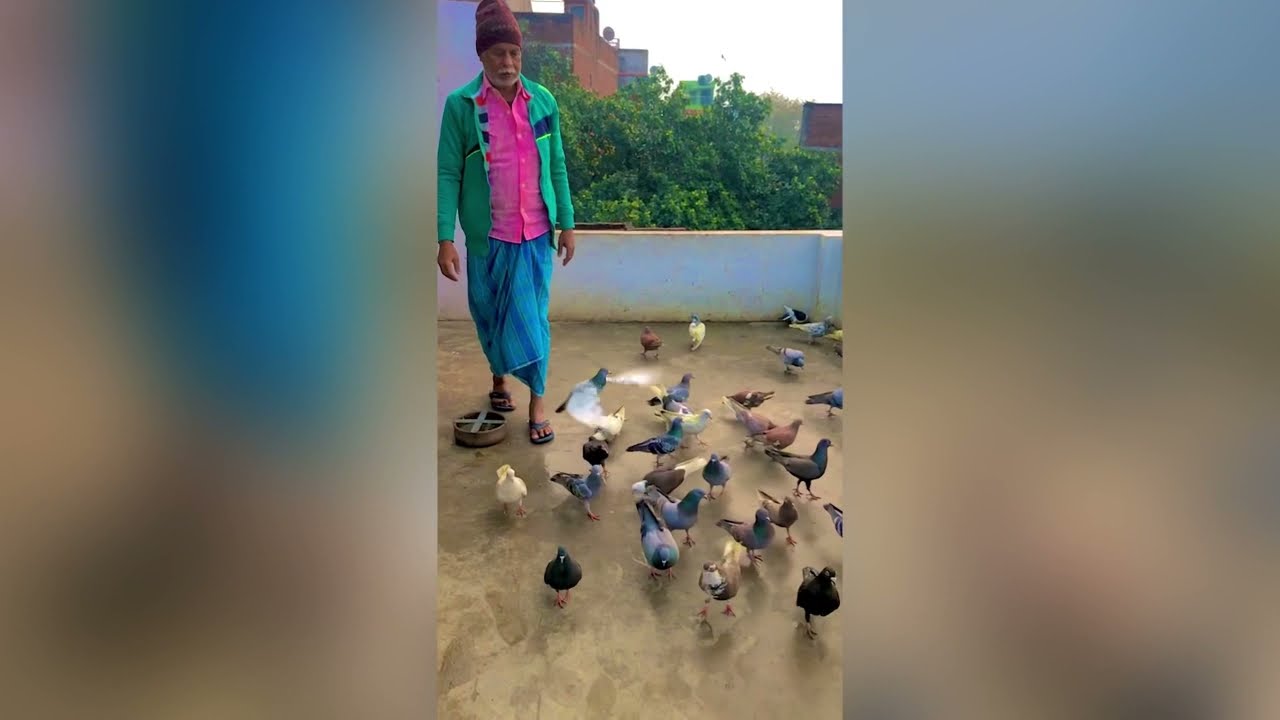 Shareef pahlwan ke fighter pigeons ||kanpur