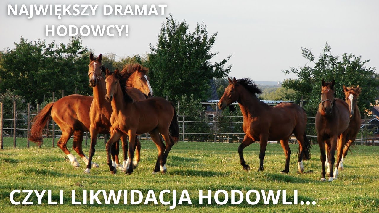 LIKWIDACJA HODOWLI KONI - DRAMAT HODOWC&Oacute;W! | CIENKI VLOG | S01E02