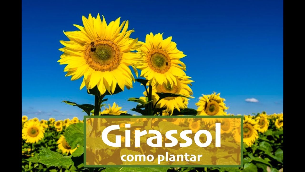 Como e quando plantar GIRASSOL