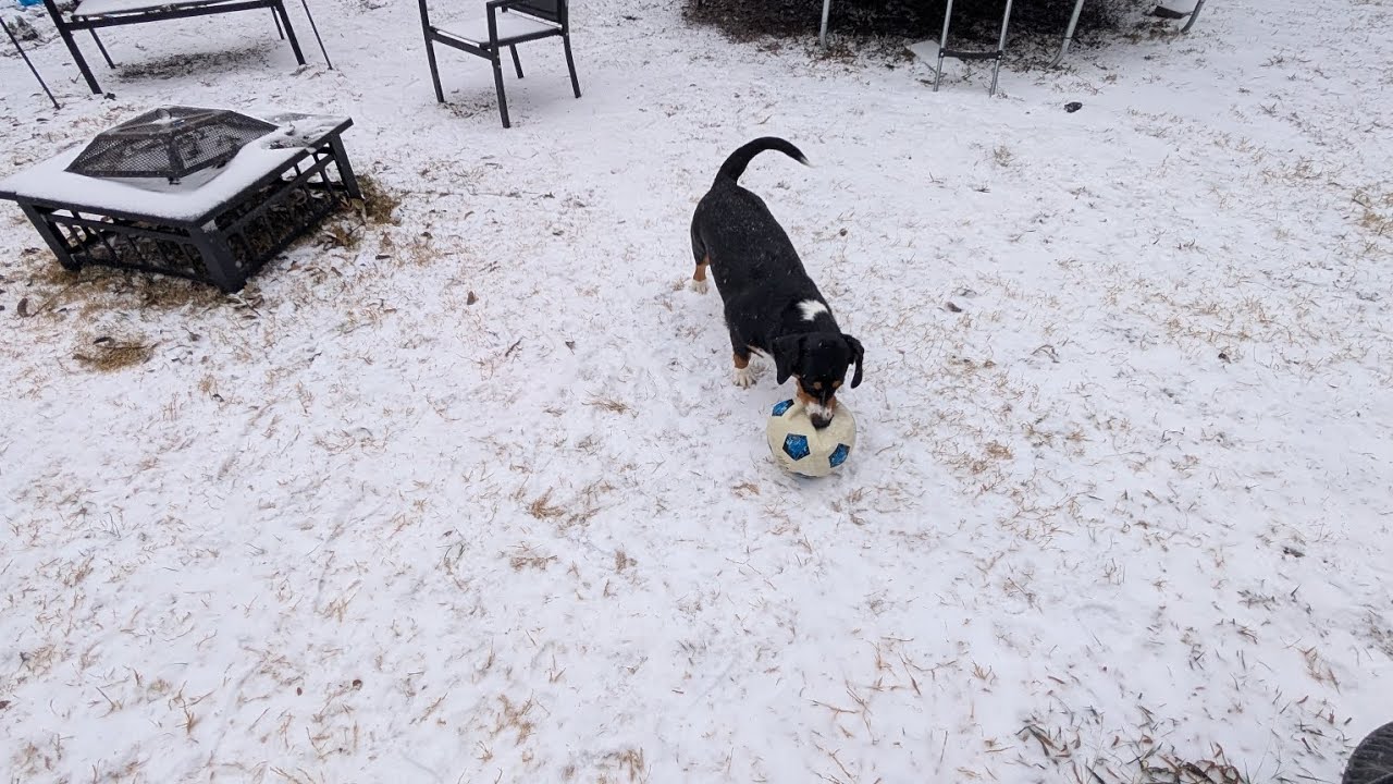 Snow day🌨️ Dog day🐾 