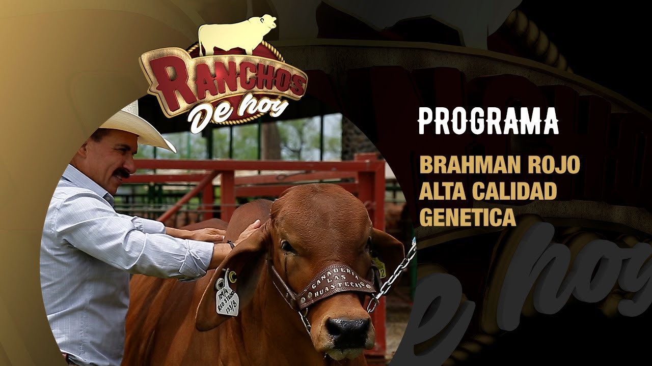 651. Brahman Rojo | Como tener una Alta Calidad Genética en tu ganado Primo Castillo te lo cuenta.