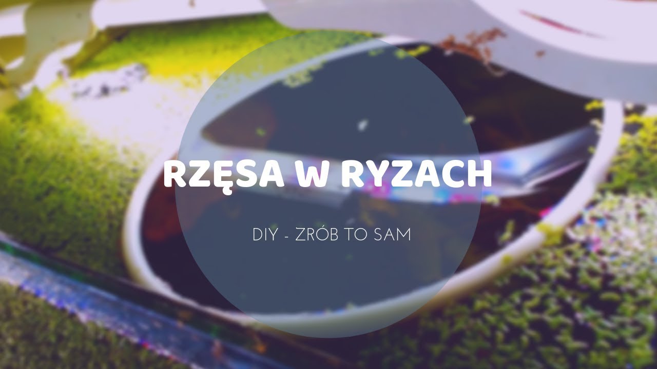 RZĘSA W RYZACH | DIY | Zrób to sam | HOW To | Aureola w akwarium