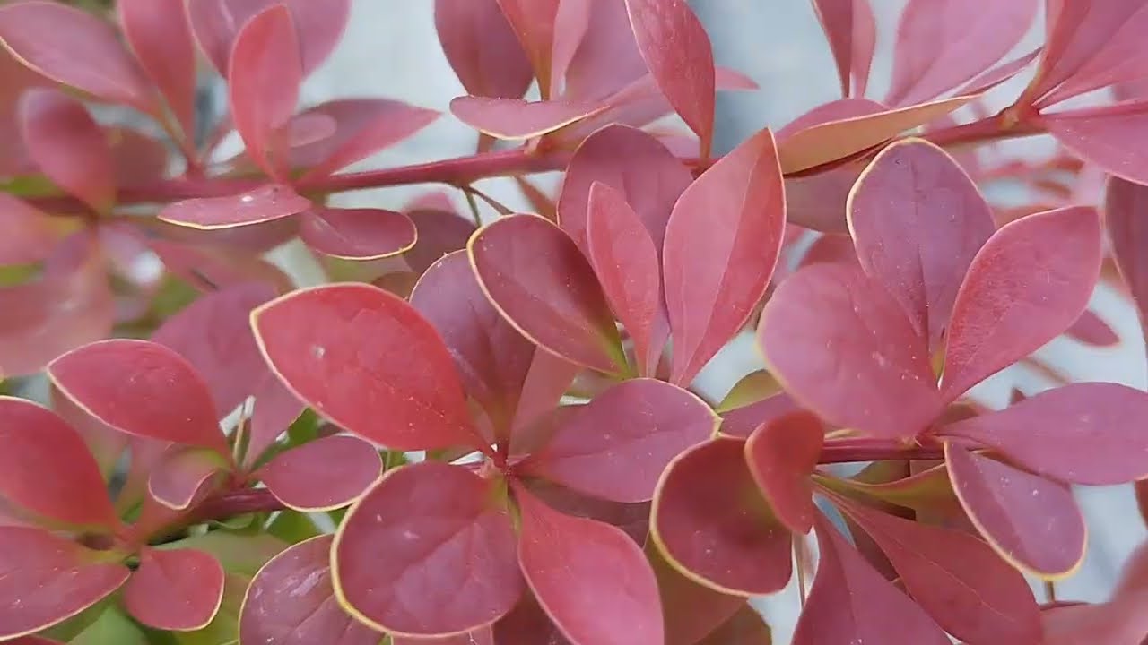 Створюємо найкращі композиції в моєму квітнику🌸Назви рослин💮