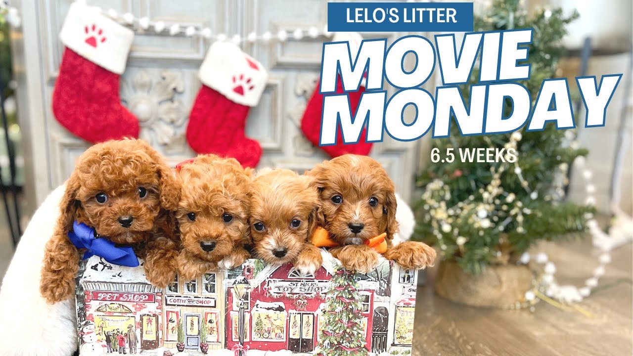 Cavapoo Puppies Week 6 | Lelo's Reindeer Litter
