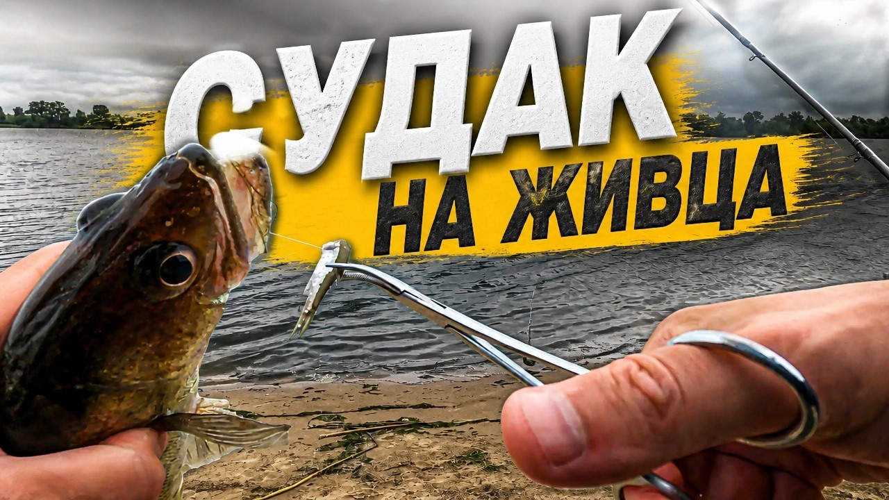 Судак на живца/Хороший клев...НО/Видеоотчет Август 2022