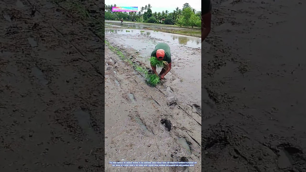 Green Gold: How Hand Transplanting Sows the Future of Rice
