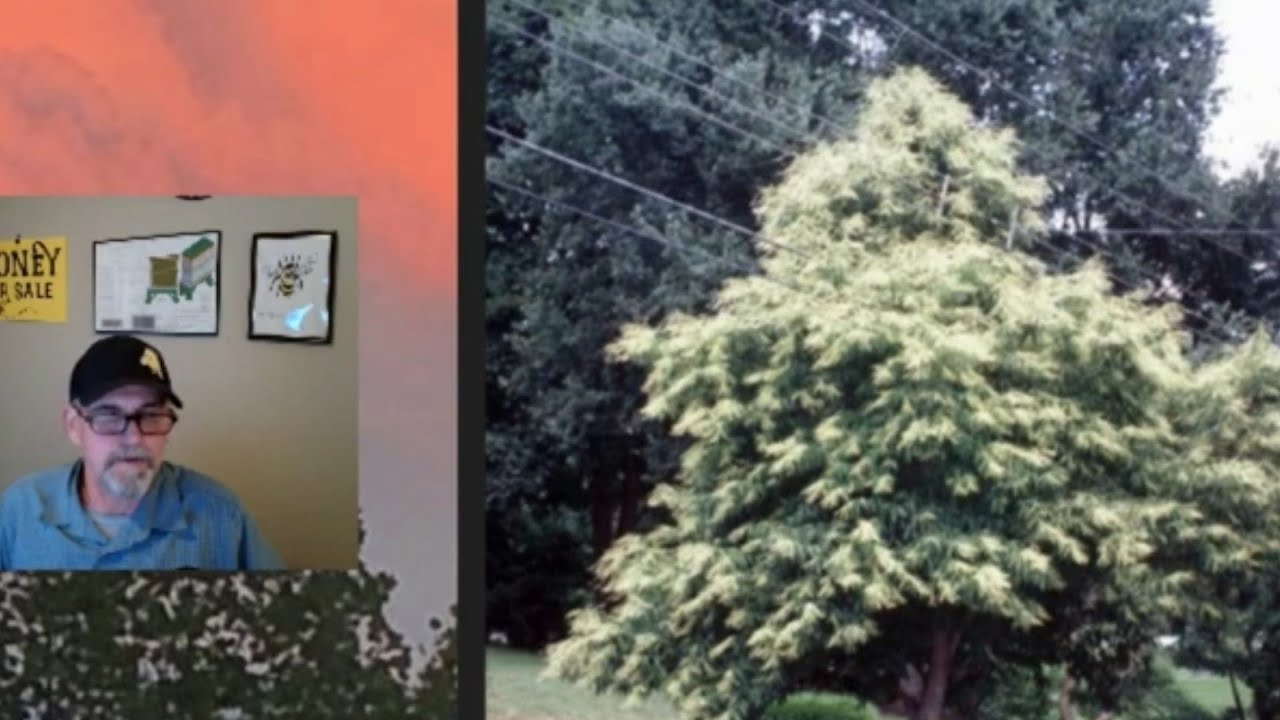 Trees & Honeybees - Sourwood (Oxydendrum arboreum)