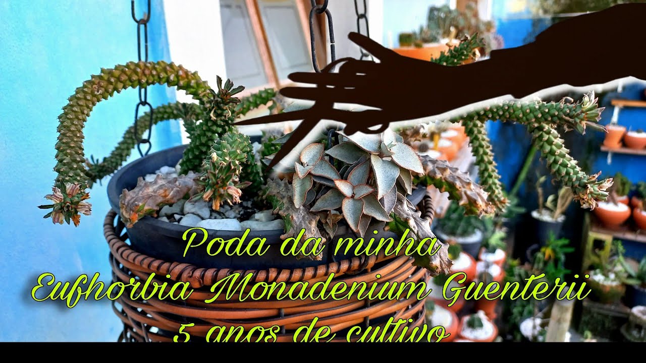 Poda Eufhorbia Monadenium Guentherii depois de 5 anos de cultivo 